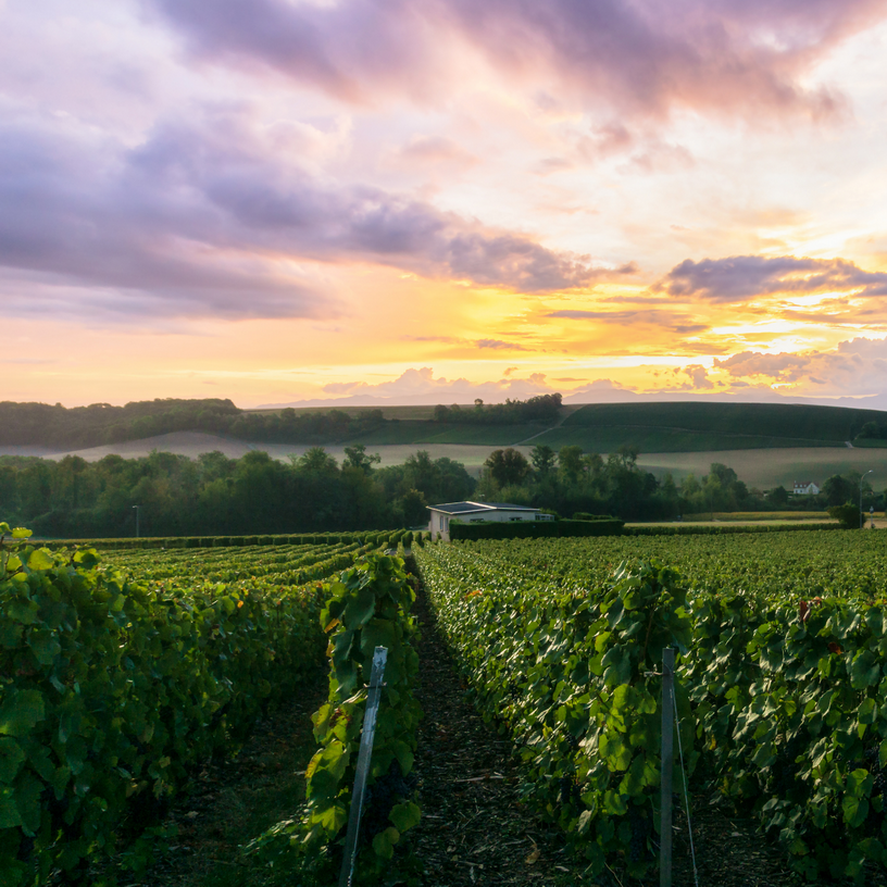 Liebliche Weinlandschaft in der Champagne - vin & vacances, vinvac